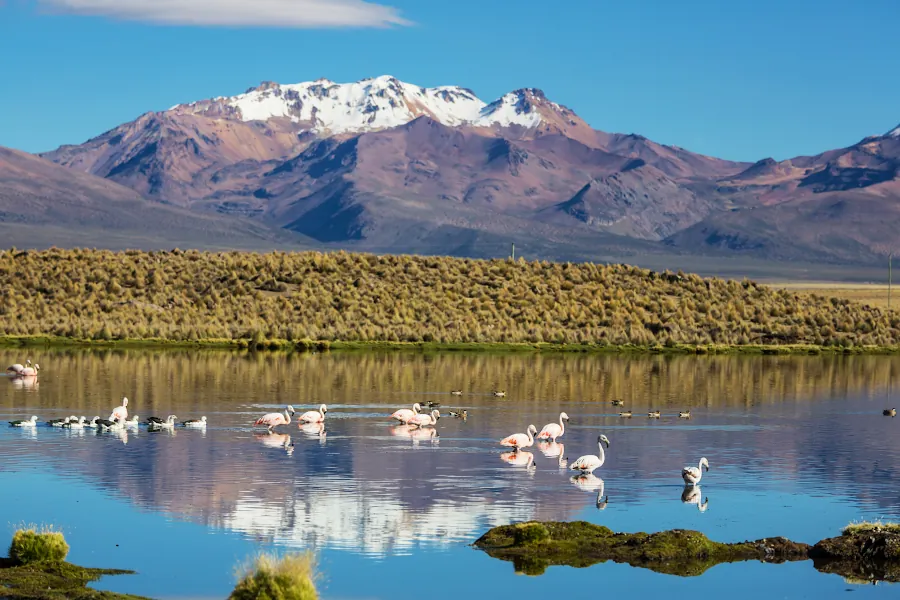 Lago con flamencos