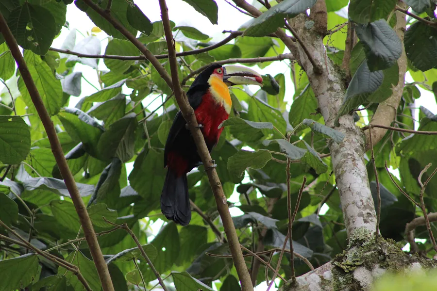 pajaro tucan