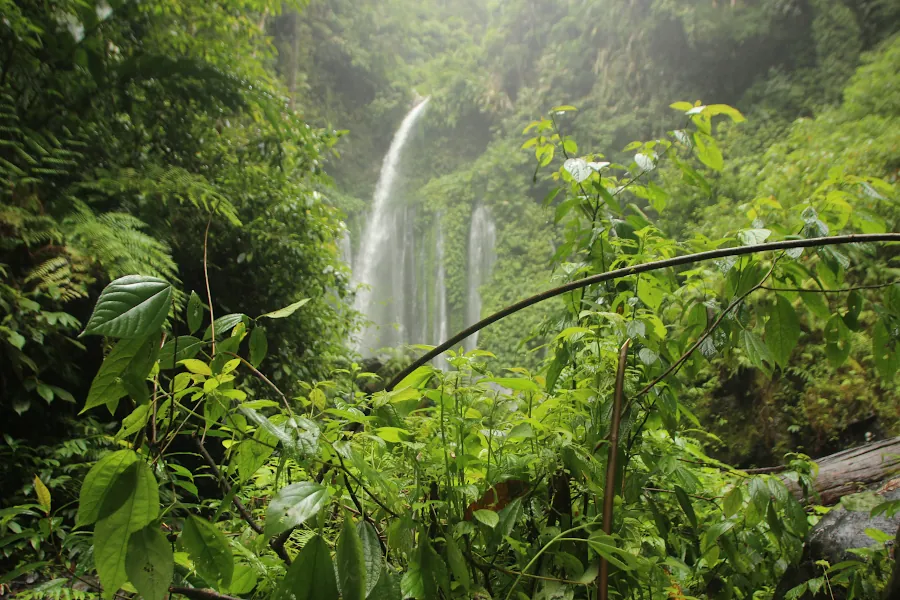 Selva de honduras