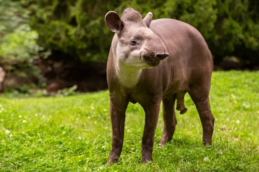 tapir sudamericano