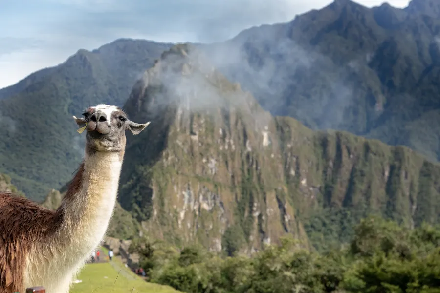 alpaca en la naturaleza